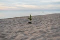 Baby coconut on the beach during the sunset Royalty Free Stock Photo