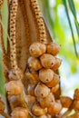 Baby coconut bunch on tree small growing young fruit undeveloped