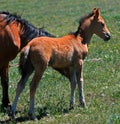 Baby Colt Mustang with mother / mare Wild Horse Royalty Free Stock Photo