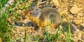 Baby Columbia Ground Squirrel