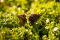A baby common blackbird fallen from its nest hidden in the green yellow grass. Royalty Free Stock Photo