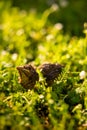 A baby common blackbird fallen from its nest hidden in the green yellow grass. Royalty Free Stock Photo