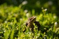 A baby common blackbird fallen from its nest hidden in the green yellow grass. Royalty Free Stock Photo