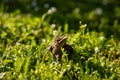 A baby common blackbird fallen from its nest hidden in the green yellow grass. Royalty Free Stock Photo