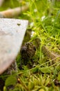 A baby common blackbird fallen from its nest hidden and scared behind a shovel in the green yellow grass. Royalty Free Stock Photo