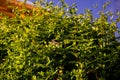 A baby common blackbird on top of a green tree bush going into its bird nest. Royalty Free Stock Photo