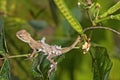 Common garden lizard in moulting phase