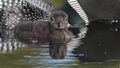 Baby Common Loon (Gavia immer) riding on mothers b