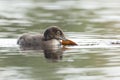 Baby Common Loon Grabbing a Lily Pad in its Beak