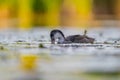 Baby common moorhen on the water, beautifully captured water and smudged vegetation in the background