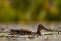 Baby common moorhen on the water, beautifully captured water and smudged vegetation in the background