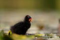 Baby common moorhen on the water, beautifully captured water and smudged vegetation in the background