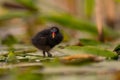 Baby common moorhen on the water, beautifully captured water and smudged vegetation in the background