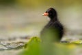 Baby common moorhen on the water, beautifully captured water and smudged vegetation in the background