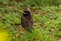 Baby Common Myna Bird