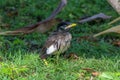 Baby Common Myna green grass Royalty Free Stock Photo