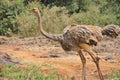 Baby Common ostrich