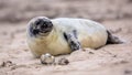 baby Common seal on beach while looking backward