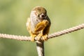 Baby common squirrel monkey eats a snack while sitting on a rope above Royalty Free Stock Photo
