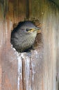 Baby common starling Sturnus vulgaris