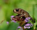 Baby common toad Bufo bufo