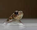 Baby common toad Bufo bufo