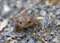 Baby common toad walking on the grave Royalty Free Stock Photo