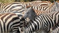 Baby common zebras surrounded by the herd