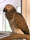 Baby Congo African Grey parrot sleeping Royalty Free Stock Photo