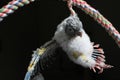 Baby conure portrait head shot closeup in studio shots Singapore