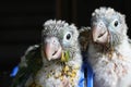 Baby conure portrait head shot closeup in studio shots Singapore