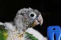 Baby conure portrait head shot closeup in studio shots Singapore