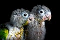 Baby conure portrait head shot closeup in studio shots Singapore