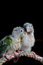 Baby conure portrait head shot closeup in studio shots Singapore