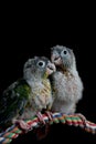 Baby conure portrait head shot closeup in studio shots Singapore