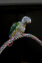 Baby conure portrait head shot closeup in studio shots Singapore