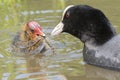 Coot feeding a dragonfly to a baby coot at Southampton Common