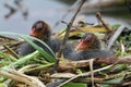 Baby Coots, Fulica atra, sitting on their nest.