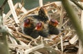 Baby Coots, Fulica atra, sitting on their nest. Royalty Free Stock Photo