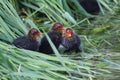 Baby Coots, Fulica atra, sitting on their nest. Royalty Free Stock Photo