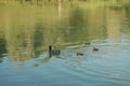 Baby coots and their mother