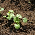 Baby coriander sprouts