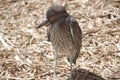 Baby cormorant .The bird family Phalacrocoracidae Royalty Free Stock Photo