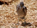 Baby cormorant Royalty Free Stock Photo