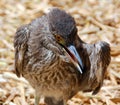 Baby cormorant Royalty Free Stock Photo