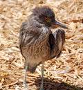 Baby cormorant Royalty Free Stock Photo