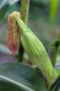 Baby corn fruit on plant.Close up of young corn hair in the garden, Full grown maize plants in plantation on countryside