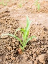 Baby corn are growing in field Royalty Free Stock Photo