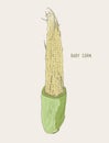 Baby corn . hand drawn , sketch line art vector.