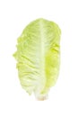Baby Cos Lettuce. Royalty Free Stock Photo